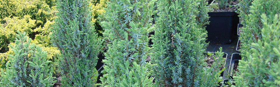 kadagiai 1