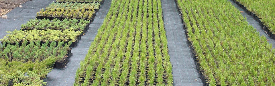 smaragdinės tujos thuja
